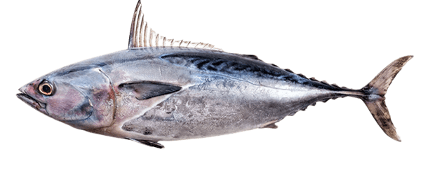 Tuna-Fish-